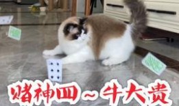 娱乐吃猫瓜,揭秘“吃猫瓜”背后的故事与真相