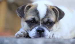 爆料狗狗打架视频大全下载,揭秘宠物间的“江湖恩怨”