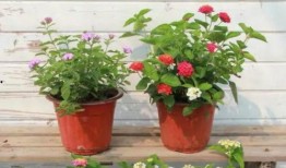 哈尔滨晚安爆料视频最新,揭秘城市夜生活新动态