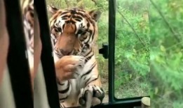 娱乐圈爆料老虎哥是谁啊,揭秘“老虎哥”的真实身份！