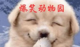 萌宠视频最近爆料在哪看,揭秘热门萌宠视频观看平台