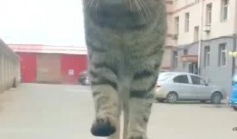 好奇害死猫未在线观看,揭秘未观看背后的故事与启示