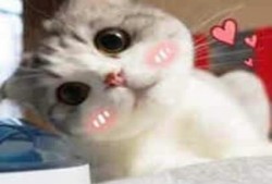 主播萌小猫爆料视频,揭秘幕后精彩瞬间