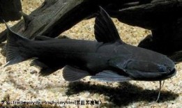 黑鲸鱼在线观看