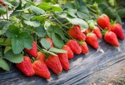 草莓农药爆料视频大全最新,最新爆料视频大全深度解析