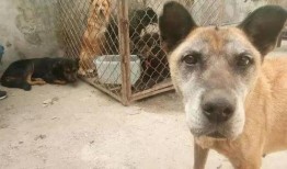 爆料狗狗打架视频大全下载,揭秘宠物间的“江湖恩怨”